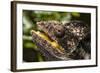 Chameleon, Isalo National Park, Madagascar-Paul Souders-Framed Photographic Print