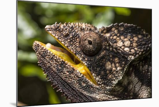 Chameleon, Isalo National Park, Madagascar-Paul Souders-Mounted Photographic Print