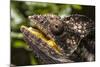 Chameleon, Isalo National Park, Madagascar-Paul Souders-Mounted Photographic Print