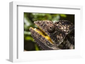 Chameleon, Isalo National Park, Madagascar-Paul Souders-Framed Photographic Print