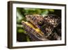 Chameleon, Isalo National Park, Madagascar-Paul Souders-Framed Photographic Print