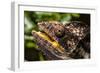 Chameleon, Isalo National Park, Madagascar-Paul Souders-Framed Photographic Print