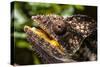 Chameleon, Isalo National Park, Madagascar-Paul Souders-Stretched Canvas