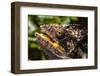 Chameleon, Isalo National Park, Madagascar-Paul Souders-Framed Photographic Print