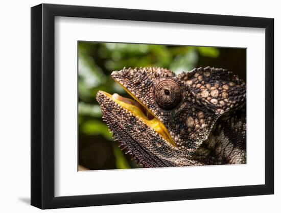 Chameleon, Isalo National Park, Madagascar-Paul Souders-Framed Photographic Print