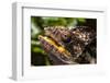 Chameleon, Isalo National Park, Madagascar-Paul Souders-Framed Photographic Print