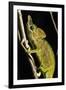 Chameleon, Kirindy Forest Reserve, Madagascar-Paul Souders-Framed Premium Photographic Print