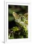 Chameleon, Kirindy Forest Reserve, Madagascar-Paul Souders-Framed Premium Photographic Print
