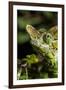 Chameleon, Kirindy Forest Reserve, Madagascar-Paul Souders-Framed Premium Photographic Print