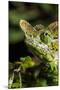 Chameleon, Kirindy Forest Reserve, Madagascar-Paul Souders-Mounted Premium Photographic Print