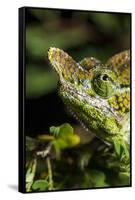 Chameleon, Kirindy Forest Reserve, Madagascar-Paul Souders-Framed Stretched Canvas