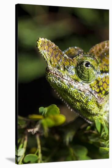 Chameleon, Kirindy Forest Reserve, Madagascar-Paul Souders-Stretched Canvas