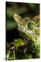 Chameleon, Kirindy Forest Reserve, Madagascar-Paul Souders-Stretched Canvas
