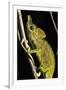 Chameleon, Kirindy Forest Reserve, Madagascar-Paul Souders-Framed Photographic Print