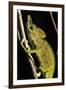 Chameleon, Kirindy Forest Reserve, Madagascar-Paul Souders-Framed Photographic Print