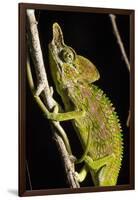 Chameleon, Kirindy Forest Reserve, Madagascar-Paul Souders-Framed Photographic Print