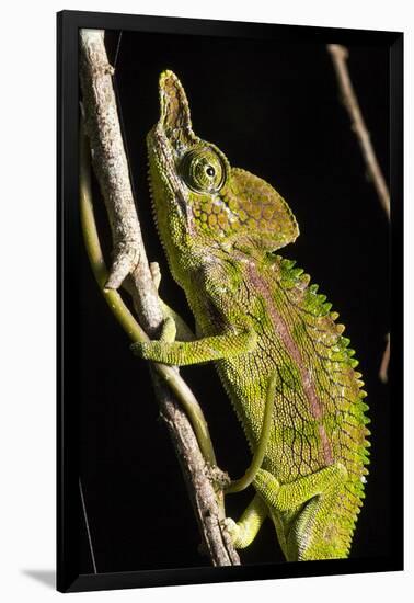 Chameleon, Kirindy Forest Reserve, Madagascar-Paul Souders-Framed Photographic Print