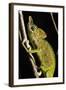 Chameleon, Kirindy Forest Reserve, Madagascar-Paul Souders-Framed Photographic Print