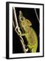 Chameleon, Kirindy Forest Reserve, Madagascar-Paul Souders-Framed Photographic Print