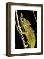 Chameleon, Kirindy Forest Reserve, Madagascar-Paul Souders-Framed Photographic Print