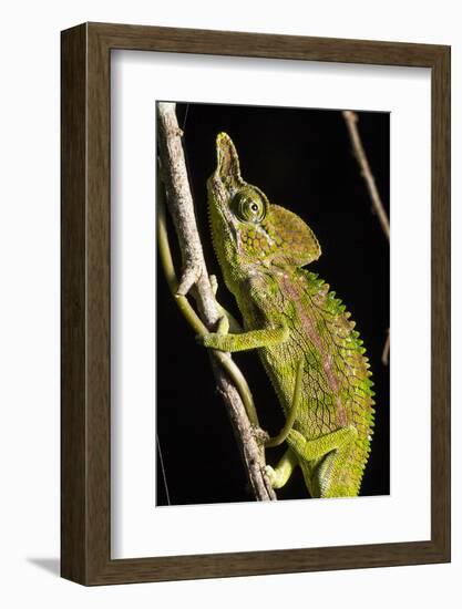 Chameleon, Kirindy Forest Reserve, Madagascar-Paul Souders-Framed Photographic Print