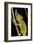 Chameleon, Kirindy Forest Reserve, Madagascar-Paul Souders-Framed Photographic Print