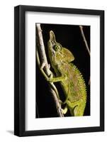 Chameleon, Kirindy Forest Reserve, Madagascar-Paul Souders-Framed Photographic Print