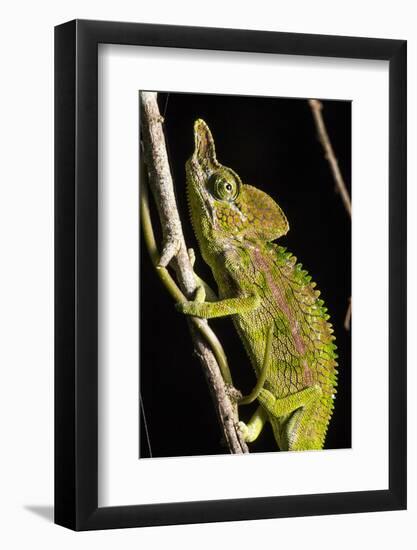 Chameleon, Kirindy Forest Reserve, Madagascar-Paul Souders-Framed Photographic Print