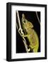 Chameleon, Kirindy Forest Reserve, Madagascar-Paul Souders-Framed Photographic Print