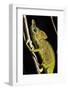 Chameleon, Kirindy Forest Reserve, Madagascar-Paul Souders-Framed Photographic Print