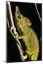 Chameleon, Kirindy Forest Reserve, Madagascar-Paul Souders-Mounted Photographic Print