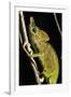 Chameleon, Kirindy Forest Reserve, Madagascar-Paul Souders-Framed Photographic Print