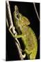 Chameleon, Kirindy Forest Reserve, Madagascar-Paul Souders-Mounted Photographic Print