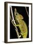 Chameleon, Kirindy Forest Reserve, Madagascar-Paul Souders-Framed Photographic Print