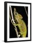 Chameleon, Kirindy Forest Reserve, Madagascar-Paul Souders-Framed Photographic Print