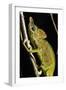 Chameleon, Kirindy Forest Reserve, Madagascar-Paul Souders-Framed Photographic Print