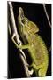 Chameleon, Kirindy Forest Reserve, Madagascar-Paul Souders-Mounted Photographic Print