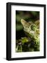 Chameleon, Kirindy Forest Reserve, Madagascar-Paul Souders-Framed Photographic Print