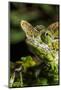 Chameleon, Kirindy Forest Reserve, Madagascar-Paul Souders-Mounted Photographic Print