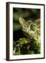 Chameleon, Kirindy Forest Reserve, Madagascar-Paul Souders-Framed Photographic Print