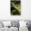 Chameleon, Kirindy Forest Reserve, Madagascar-Paul Souders-Photographic Print displayed on a wall