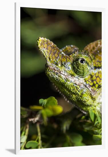 Chameleon, Kirindy Forest Reserve, Madagascar-Paul Souders-Framed Photographic Print