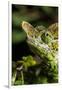 Chameleon, Kirindy Forest Reserve, Madagascar-Paul Souders-Framed Photographic Print