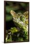 Chameleon, Kirindy Forest Reserve, Madagascar-Paul Souders-Framed Photographic Print