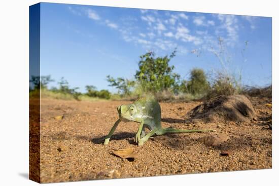 Chameleon, Kruger National Park, South Africa-Paul Souders-Stretched Canvas