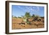 Chameleon, Kruger National Park, South Africa-Paul Souders-Framed Photographic Print