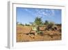 Chameleon, Kruger National Park, South Africa-Paul Souders-Framed Photographic Print