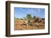 Chameleon, Kruger National Park, South Africa-Paul Souders-Framed Photographic Print