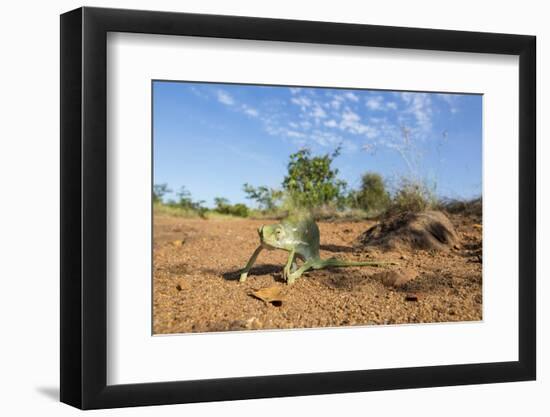 Chameleon, Kruger National Park, South Africa-Paul Souders-Framed Photographic Print