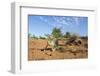 Chameleon, Kruger National Park, South Africa-Paul Souders-Framed Photographic Print